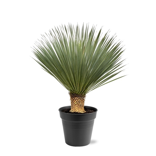 "Yucca Rostrata - 100 - 120 cm - Ø40 image"