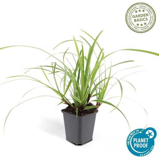 "Japan-Segge 'Ice Dance' (Carex morrowii) – winterhartes Ziergras, Topf-Ø 9 cm, Höhe ca. 25 cm image"