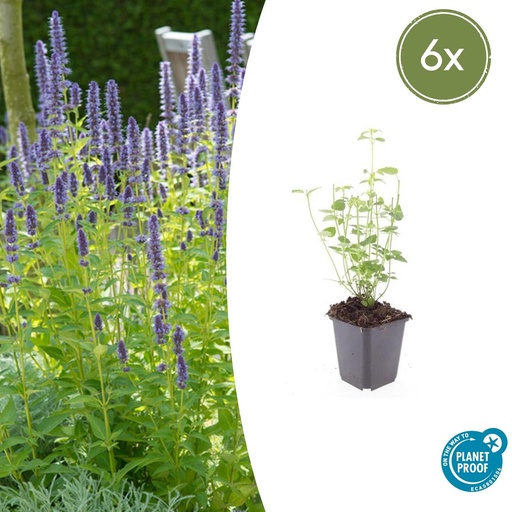 "Duftnessel 'Schwarz Natter' 6er-Set (Agastache foeniculum) – winterharte Staude, Topf-Ø 9 cm, Höhe ca. 25 cm image"