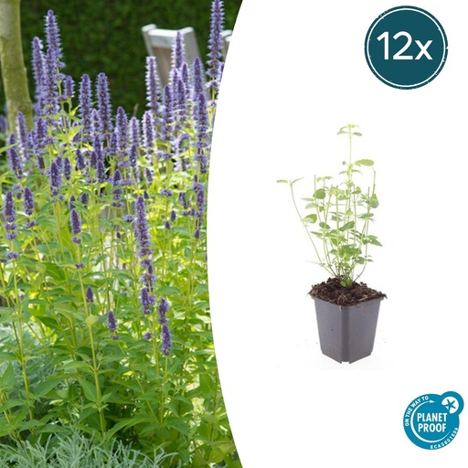 "12x Agastache 'Schwarze Viper' - ↕10-25cm - Ø9cm image"