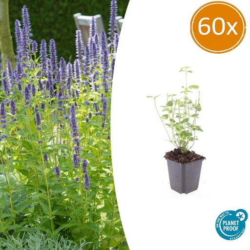 "Duftnessel 'Schwarze Natter' 60er-Set (Agastache foeniculum) – winterharte Staude, Topf-Ø 9 cm, Höhe ca. 25 cm image"