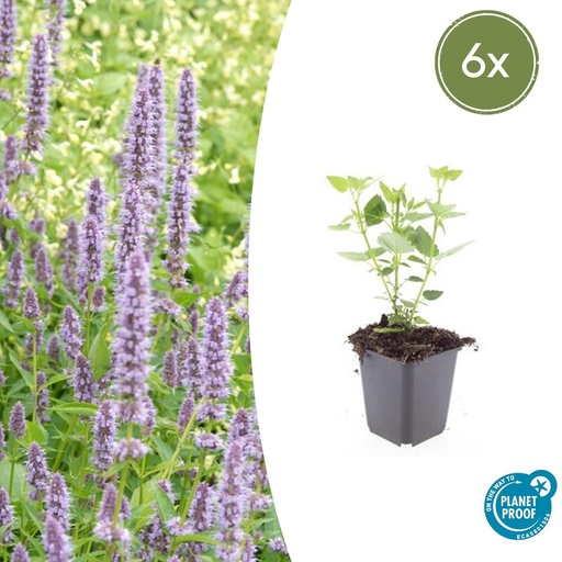 "Duftnessel 'Blau Glück' 6er-Set (Agastache foeniculum) – winterharte Staude, Topf-Ø 9 cm, Höhe ca. 25 cm image"