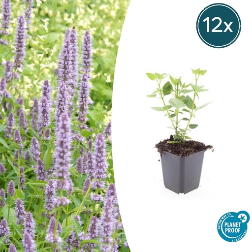 "Duftnessel 'Blau Glück' 12er-Set (Agastache foeniculum) – winterharte Staude, Topf-Ø 9 cm, Höhe ca. 25 cm image"