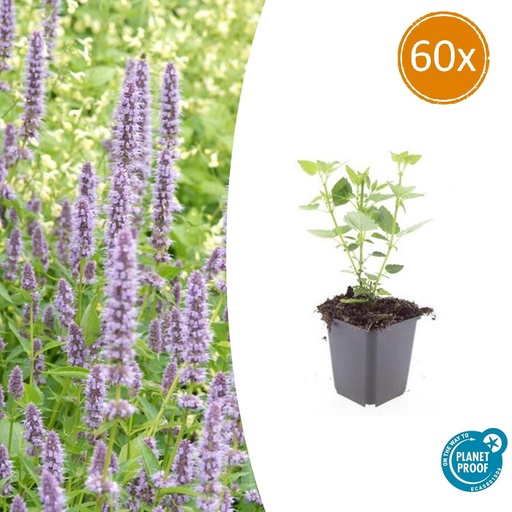 "Duftnessel 'Blaues Glück' 60er-Set (Agastache foeniculum) – winterharte Staude, Topf-Ø 9 cm, Höhe ca. 25 cm image"