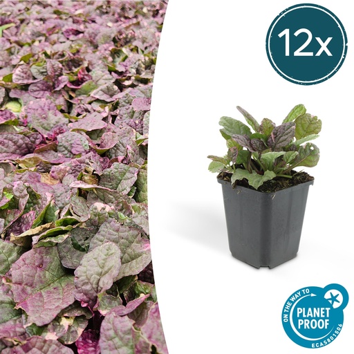 "12x Ajuga reptans 'Burgundy Glow' - ↕10-25cm - Ø9cm image"
