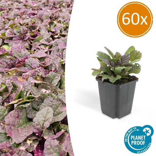 "Kriechender Günsel 'Burgundy Glow' 60er-Set (Ajuga reptans) – winterharte Bodendecker-Staude, Topf-Ø 9 cm, Höhe ca. 25 cm image"