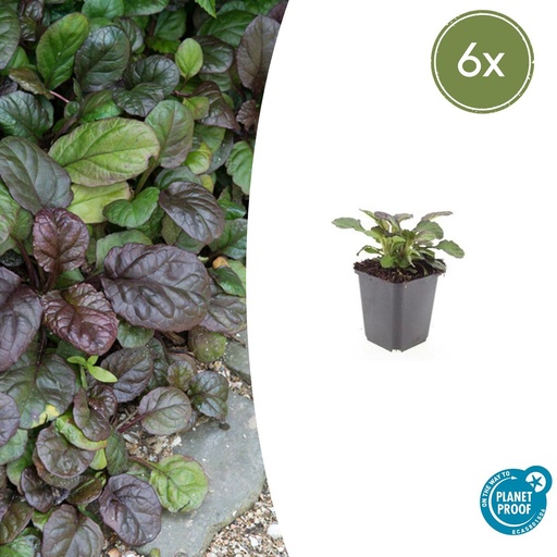 "Kriechender Günsel 'Catlin' 6er-Set (Ajuga reptans) – winterharte Bodendecker-Staude, Topf-Ø 9 cm, Höhe ca. 25 cm image"