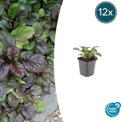 "12x Ajuga reptans 'Catlin's Giant' - ↕10-25cm - Ø9cm image"