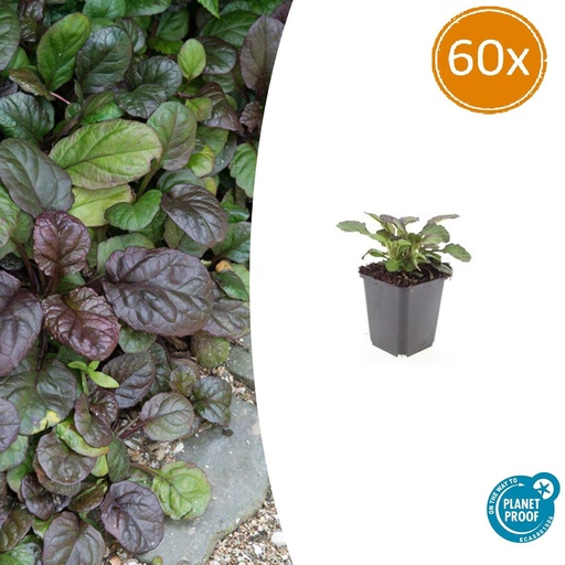 "60x Ajuga reptans 'Catlin's Giant' - ↕10-25cm - Ø9cm image"