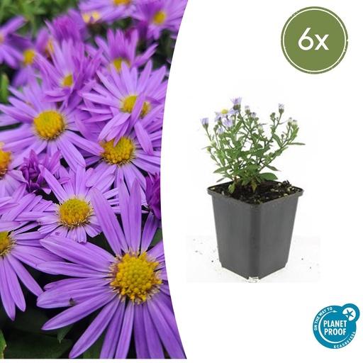 "6x Aster (D) 'Prof. Anton Kippenberg' - ↕10-25cm - Ø9cm image"