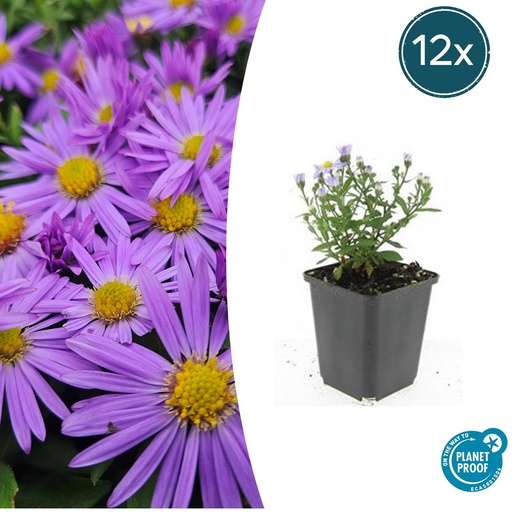 "12x Aster (D) 'Prof. Anton Kippenberg'  - ↕10-25cm - Ø9cm image"