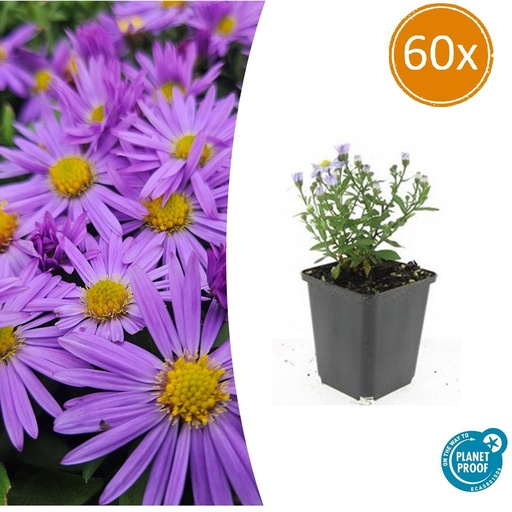 "60x Aster (D) 'Prof. Anton Kippenberg' - ↕10-25cm - Ø9cm image"