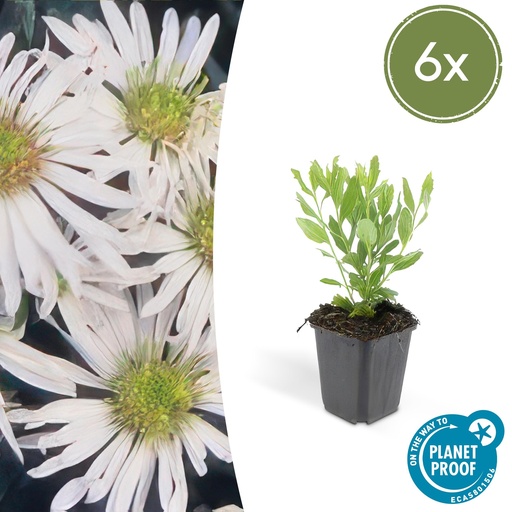 "Wildaster 'Ashvi' 6er-Set (Aster ageratoides) – winterharte Staude, Topf-Ø 9 cm, Höhe ca. 25 cm image"