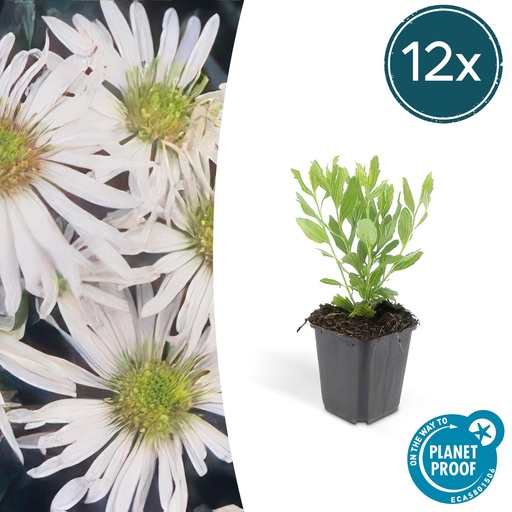 "Wildaster 'Ashvi' 12er-Set (Aster ageratoides) – winterharte Staude, Topf-Ø 9 cm, Höhe ca. 25 cm image"
