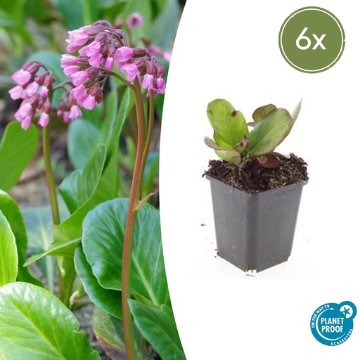 "6x Bergenia cordifolia 'Herbstblüte'  - ↕10-25cm - Ø9cm image"