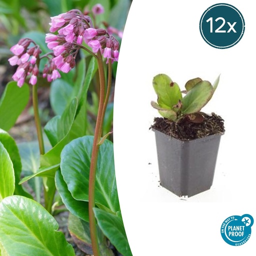 "Bergenie 'Herbstblüte' 12er-Set (Bergenia cordifolia) – winterharte Staude, Topf-Ø 9 cm, Höhe ca. 25 cm image"