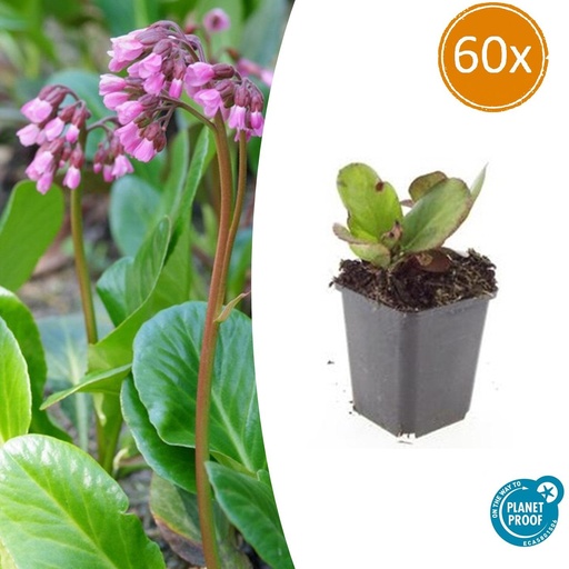 "60x Bergenia cordifolia 'Herbstblüte'  - ↕10-25cm - Ø9cm image"