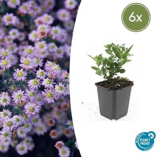 "Wildaster 'Stardust' 6er-Set (Aster ageratoides) – winterharte Staude, Topf-Ø 9 cm, Höhe ca. 25 cm image"