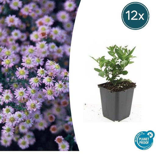 "12x Aster ageratoides 'Stardust' - ↕10-25cm - Ø9cm image"
