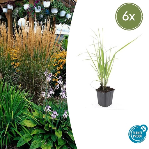 "6x Calamagrostis acut. 'Karl Foerster'  - ↕10-25cm - Ø9cm image"