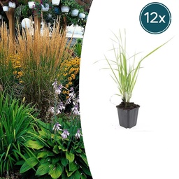 Garten-Reitgras 'Karl Foerster' (Calamagrostis acutiflora) – winterhartes Ziergr