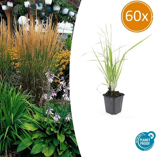 "60x Calamagrostis acut. 'Karl Foerster'  - ↕10-25cm - Ø9cm image"