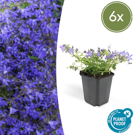 "6x Campanula poscharskyana 'Stella' - ↕10-25cm - Ø9cm image"