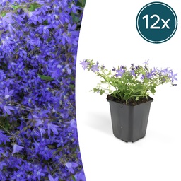 Hängepolster-Glockenblume 'Stella' 12er-Set (Campanula poscharskyana) – winterha