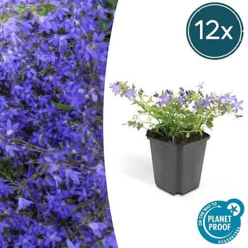 "Hängepolster-Glockenblume 'Stella' 12er-Set (Campanula poscharskyana) – winterharte Staude, Topf-Ø 9 cm, Höhe ca. 25 cm image"