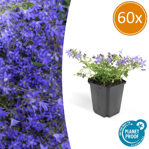 "60x Campanula poscharskyana 'Stella' - ↕10-25cm - Ø9cm image"