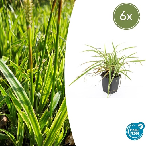 "6x Carex morrowii 'Aureovariegata' - ↕10-25cm - Ø9cm image"