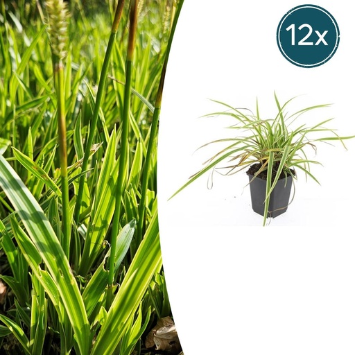 "Japan-Segge 'Aureovariegata' (Carex morrowii) – winterhartes Ziergras, Topf-Ø 9 cm, Höhe ca. 9 cm image"
