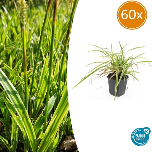 "Japan-Segge 'Aureovariegata' 60er-Set (Carex morrowii) – winterhartes Ziergras, Topf-Ø 9 cm, Höhe ca. 25 cm image"