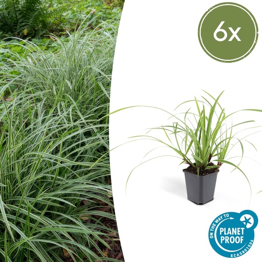 "6x Carex morrowii 'Ice Dance' - ↕10-25cm - Ø9cm image"