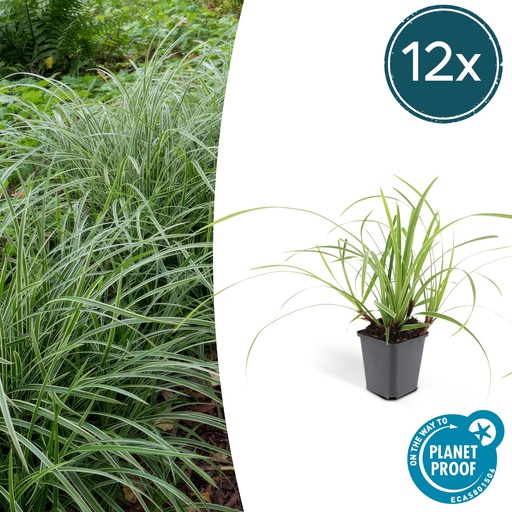 "12x Carex morrowii 'Ice Dance' - ↕10-25cm - Ø9cm image"