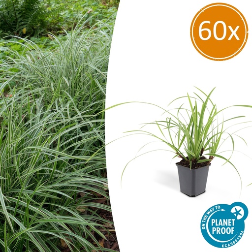 "60x Carex morrowii 'Ice Dance' - ↕10-25cm - Ø9cm image"