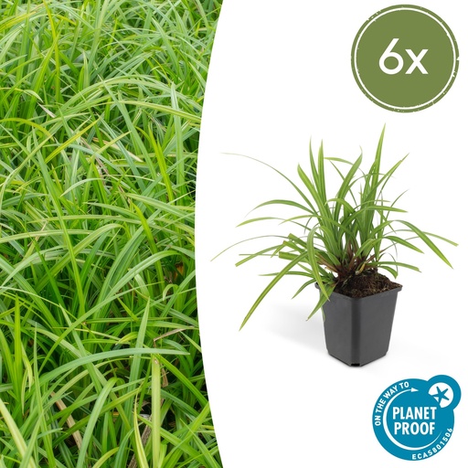 "Japan-Segge 'Irish Green' 6er-Set (Carex morrowii) – winterhartes Ziergras, Topf-Ø 9 cm, Höhe ca. 25 cm image"