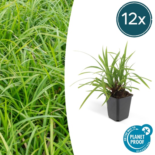 "Japan-Segge 'Irish Green' 12er-Set (Carex morrowii) – winterhartes Ziergras, Topf-Ø 9 cm, Höhe ca. 25 cm image"