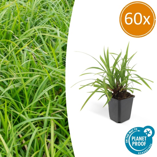 "60x Carex morrowii 'Irish Green' - ↕10-25cm - Ø9cm image"