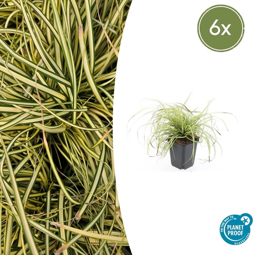 "6x Carex oshim. 'Evergold' - ↕10-25cm - Ø9cm image"