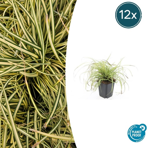 "12x Carex oshim. 'Evergold'  - ↕10-25cm - Ø9cm image"