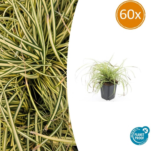 "60x Carex oshim. 'Evergold' - ↕10-25cm - Ø9cm image"