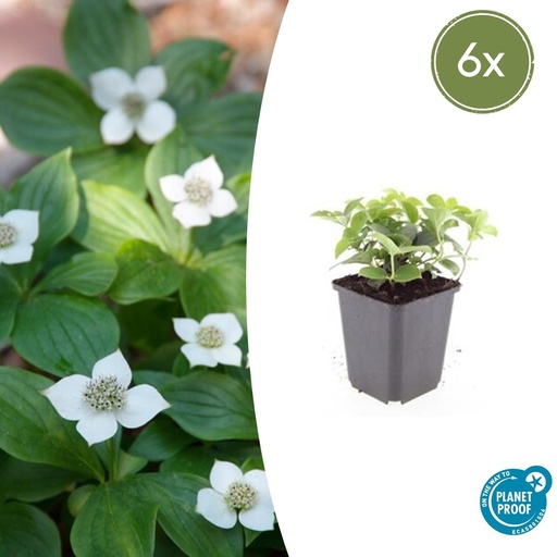 "Teppichhartriegel 6er-Set (Cornus canadensis) – winterharte Staude, Topf-Ø 9 cm, Höhe ca. 25 cm image"