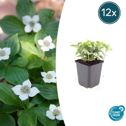 "Teppichhartriegel 12er-Set (Cornus canadensis) – winterharte Staude, Topf-Ø 9 cm, Höhe ca. 25 cm image"