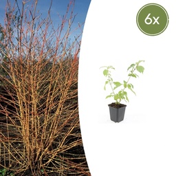 Blut-Hartriegels Winter Orange' 'Anny' 6er-Set (Cornus sanguinea) – winterharter