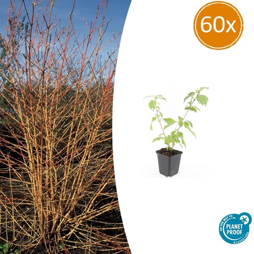 "60x Cornus sang. 'Anny's Winter Orange' - ↕10-25cm - Ø9cm image"