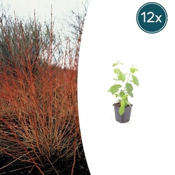 Blutroter Hartriegel 'Midwinter Fire' 12er-Set (Cornus sanguinea) – winterhartes