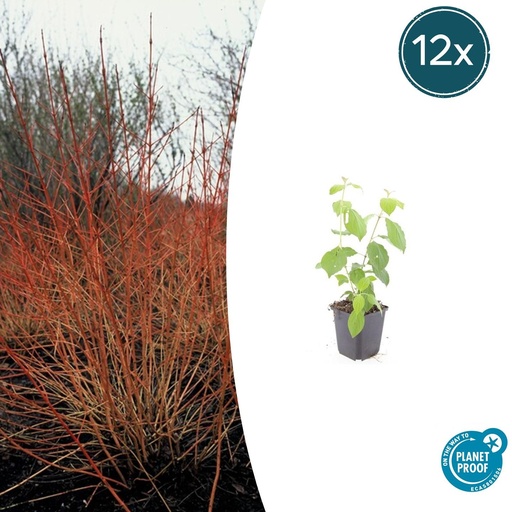 "12x Cornus sang. 'Midwinter Fire' - ↕10-25cm - Ø9cm image"