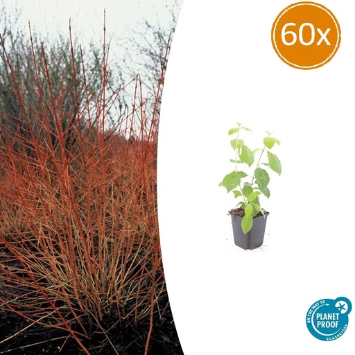 "60x Cornus sang. 'Midwinter Fire' - ↕10-25cm - Ø9cm image"