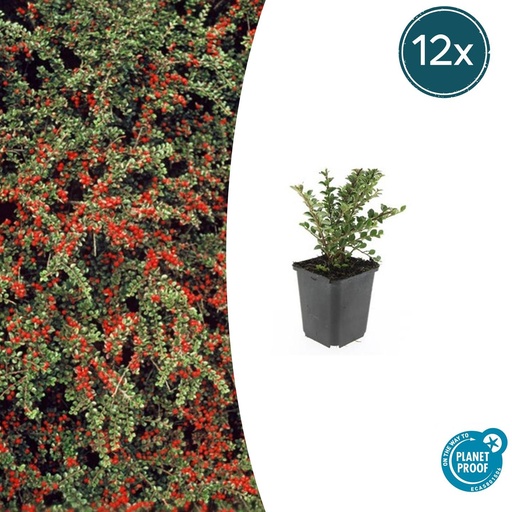 "12x Cotoneaster horizontalis - ↕10-25cm - Ø9cm image"